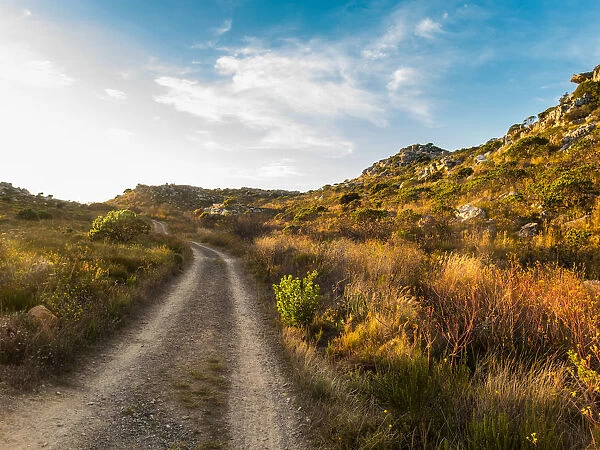 A gravel track through fynbos on the plateau of the Cape Peninsula Mountain Range. Cape `Town, South Africa