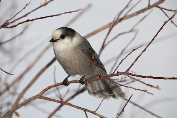 Framed Print : Gray Jay Print, Yukon Territory, Canada Framed Print : Gray Jay Print, Yukon Territory, Canada
