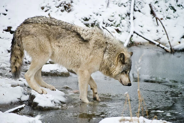Gray wolf taking a drink