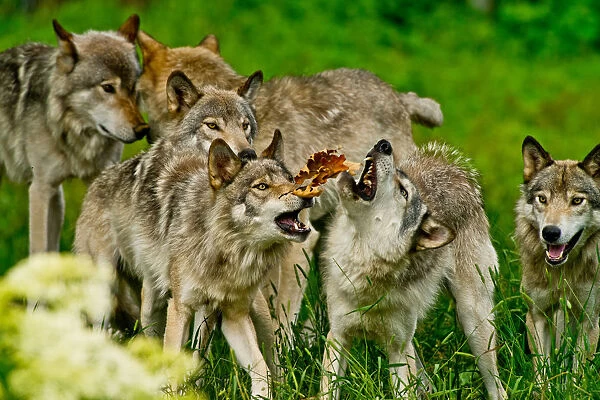 Gray wolves at play
