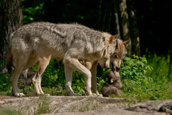 Gray wolves and pup