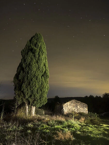 Great cypress of more than 100 years close to a farmhouse in ruins. In the mountain