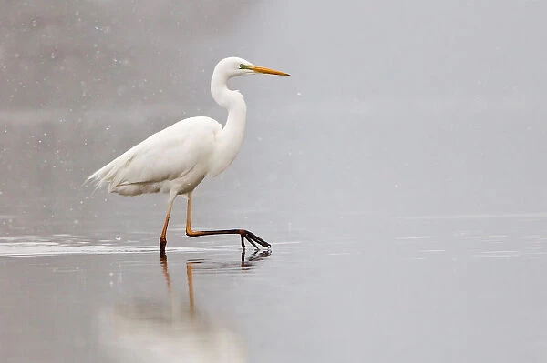 Great Egret -Ardea alba- wading through water during snowfall, North Hesse, Hesse, Germany