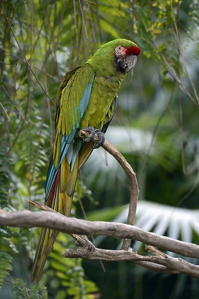Great green macaw -Ara ambiguus-, Bali, Indonesia