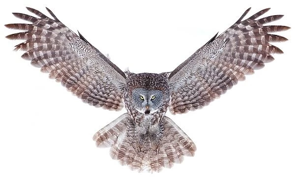 Power. Great grey owl