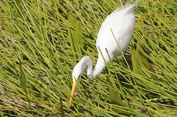 Great white egret, Ardea alba, stalking prey. Everglades National Park, Florida, USA. UNESCO World Heritage Site (Biosphere Reserve)