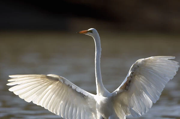 Great White Egret, Mana Pools National Park