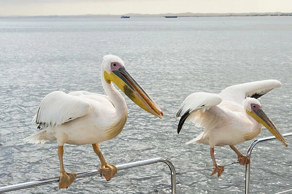 Two Great White Pelicans -Pelecanus onocrotalus- on a railing in Walvis Bay, Namibia