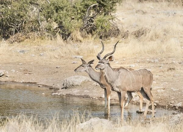 Greater Kudus -Tragelaphus strepsiceros-, Koinachas water hole, Etosha National Park, Namibia