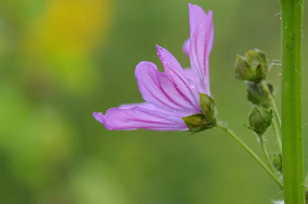 Greater Musk-mallow or Hollyhock Mallow (Malva alcea), flowering