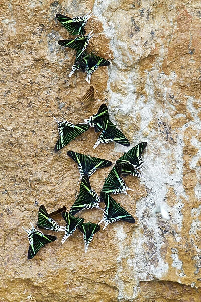 Green-banded Urania Moths -Urania leilus- sucking mineral-rich water from the wet ground, Tambopata Nature Reserve, Madre de Dios Region, Peru