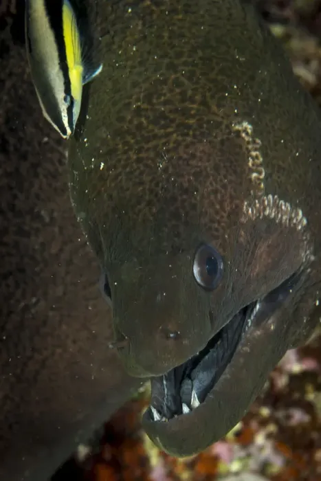 Framed Print : Green Moray Eel Print Framed Print : Green Moray Eel Print