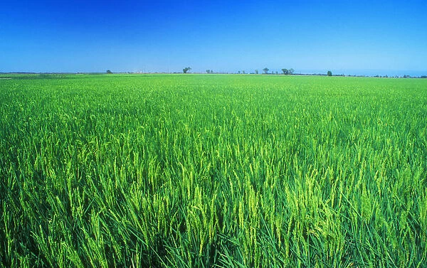 Green rice crop, Sacramento Valley, Central Valley of California, USA