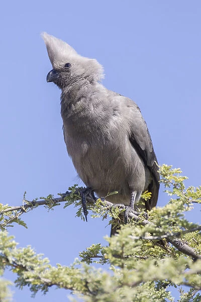 Grey go-away-bird or Grey lourie -Corythaixoides concolor-, Etosha National Park, Namibia, Africa