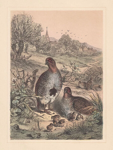 Grey partridge (Perdix perdix), threatened species, hand-colored lithograph, published 1885