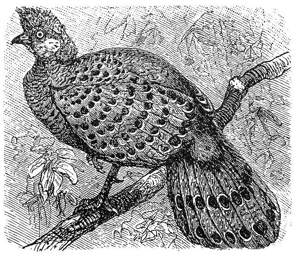 Grey Peacock-Pheasant old illustration (Polyplectron bicalcaratum)