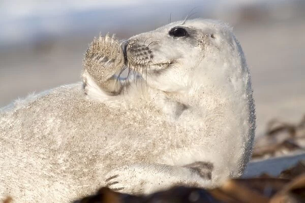 Grey Seal -Halichoerus grypus-, pup waving with fin, Helgoland, Schleswig-Holstein, Germany
