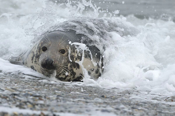 Grey Seal -Halichoerus grypus- in the surf at the beach, Dune island, Helgoland, Schleswig-Holstein, Germany