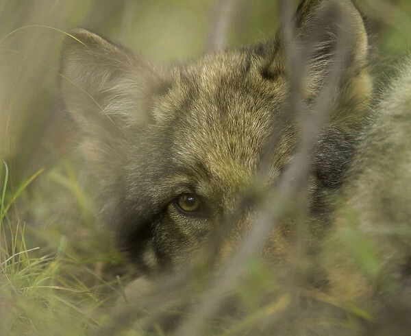 Grey wolf pup hiding in bushes