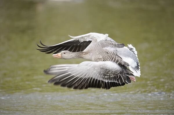 Greylag goose -Anser anser- flying low over a lake, Hamburg, Germany