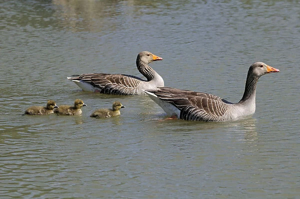 Greylag or Graylag geese -Anser anser-, animal family, Camargue, France, Europe