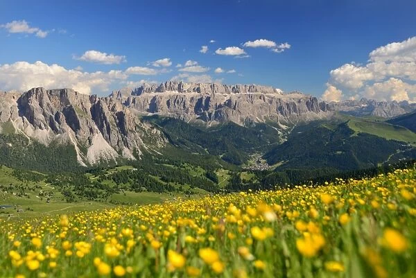 Gruppo Sella with a flowery foreground, Dolomites