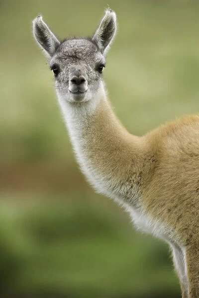 Guanaco young calf standing in grass