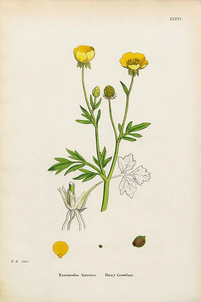 Hairy Crowfoot, Ranunculus hirsutus, Victorian Botanical Illustration, 1863