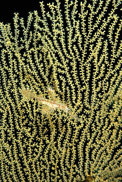 Harlequin ghost pipefish (Solenostomos paradoxus) on Sea fan