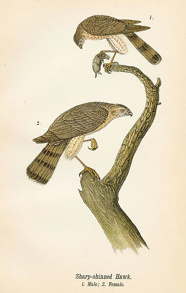 Hawk bird lithograph 1890