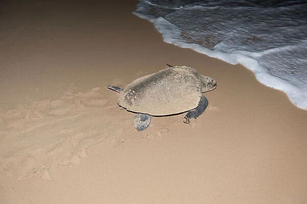 Hawksbill sea turtle -Eretmochelys imbricata- leaving the beach after having laid its eggs, at night, tracks in the sand, Bentota Beach, Indian Ocean, Uda Walawe Reservoir, Southern Province, Sri Lanka