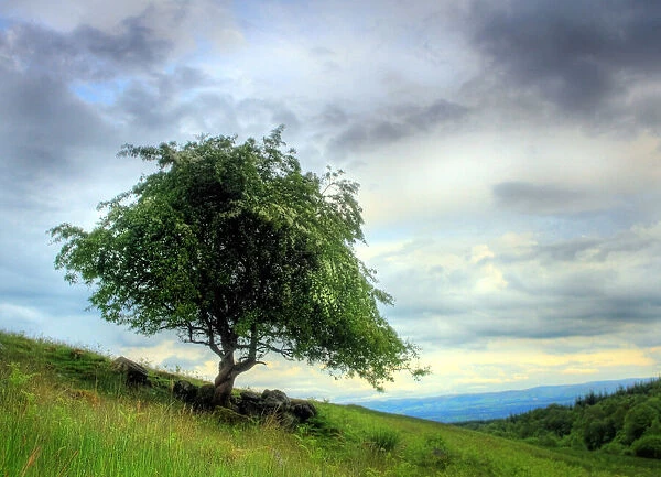 Hawthorn Tree Perthshire Hills Scotland