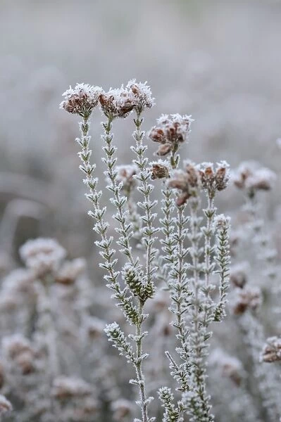 Heather is covered with with hoarfrost, Tiste, Lower Saxony, Germany