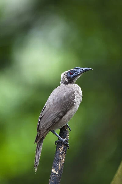 Helmeted Friarbird -Philemon buceroides-, Queensland, Australia