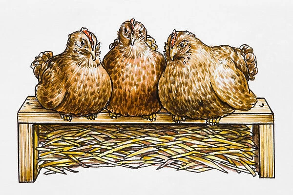 Three hens side by side on a hen perch, straw underneath