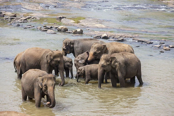 Herd of Asian elephants -Elephas maximus- from the Pinnawela Elephants Orphanage bathe in the Maha Oya river, Pinnawela, Sri Lanka