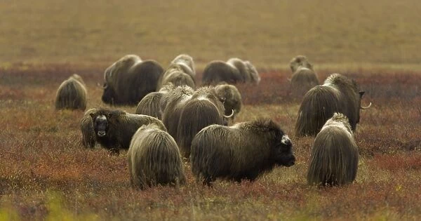 Herd of musk ox (Ovibos moschatus) on autumnal tundra, rear view