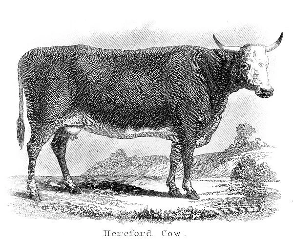 Hereford cow engraving 1873