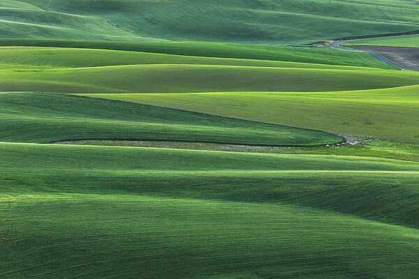 High angle view of undulating wheat crop, Palouse, Washington State, USA