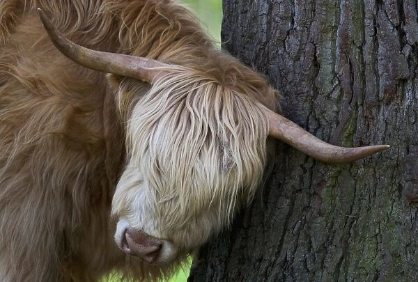 Highland cow rubbing its head against a tree trunk