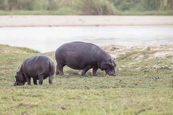 Hippopotamus -Hippopotamus amphibius-, Buffalo National Park, Caprivi Strip, Namibia, Africa