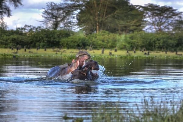 Hippopotamus -Hippopotamus amphibius-, Lake Naivasha, Kenya, East Africa, Africa, PublicGround