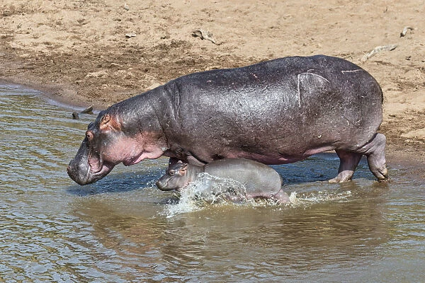 Hippopotamus -Hippopotamus amphibius- adult female with young, Mara River, Msai Mara National Reserve, Kenya