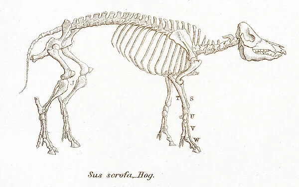 Hog skeleton engraving 1803