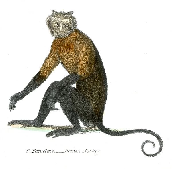 Horned monkey illustration 1803