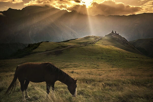 A Horse in Caucasus Mountains at morning