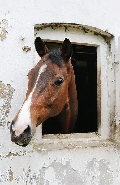 A horse looking out of its stable