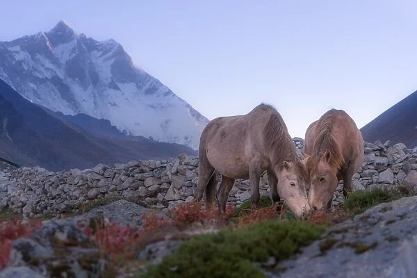 Two horses at Dingboche village, Everest region