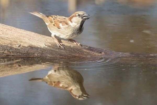 House Sparrow -Passer domesticus-, by the water, Limburg an der Lahn, Hesse, Germany, Europe