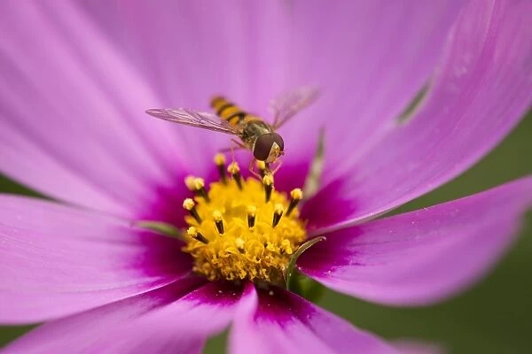 Hoverfly -Syrphidae- perched on the flower of a Purple Coneflower -Echinacea spp. -, Lower Saxony, Germany